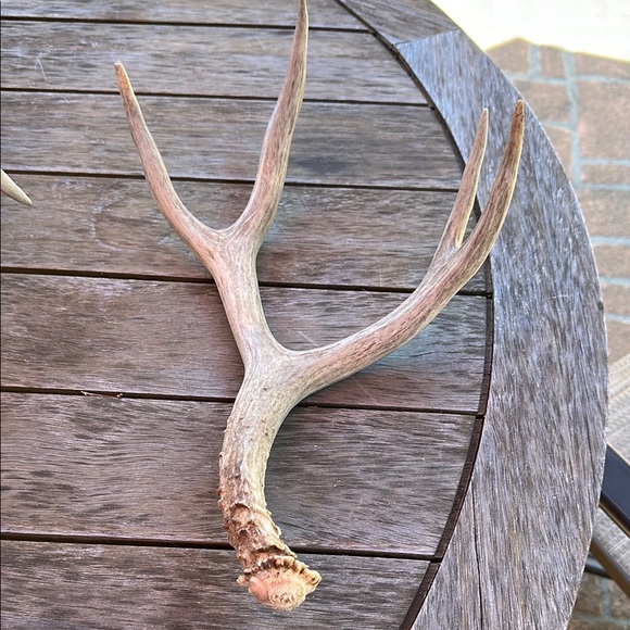 Source Unknown Other - 🦌Deer antler shedding, authentic real display art piece